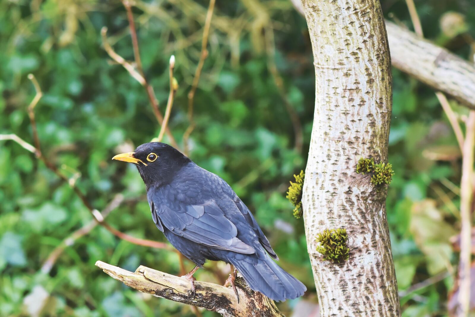 Nikon D7200 sample photo. Blackbird, bird, songbird photography