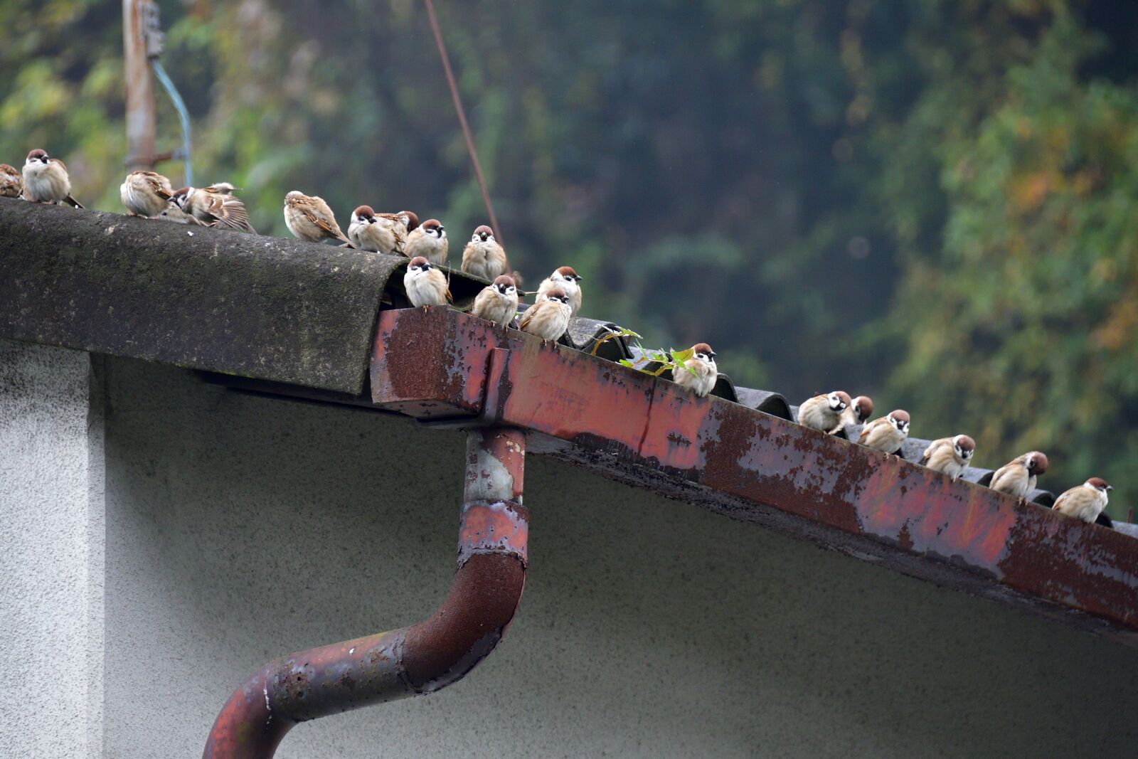 Nikon D500 sample photo. Outdoors, bird, natural photography
