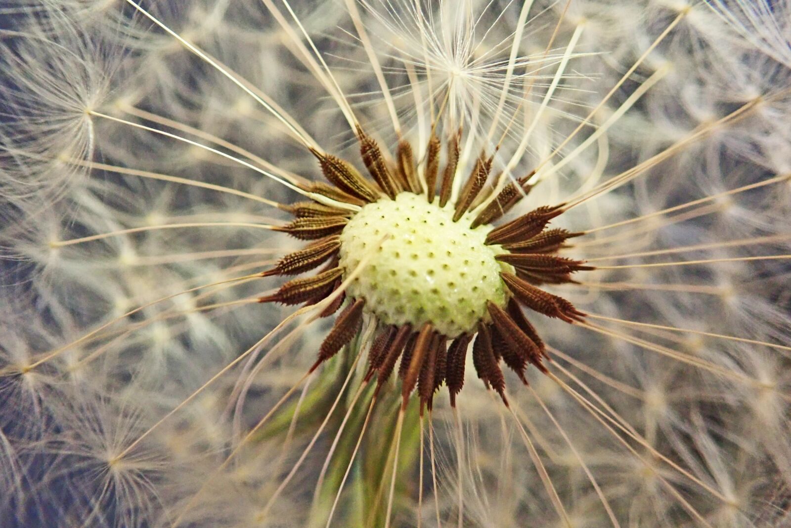 Olympus TG-5 sample photo. Dandelion, seeds, macro photography