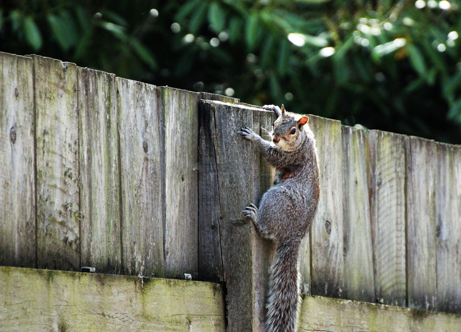 Canon EOS 1300D (EOS Rebel T6 / EOS Kiss X80) sample photo. Squirrel, nager, rodent photography
