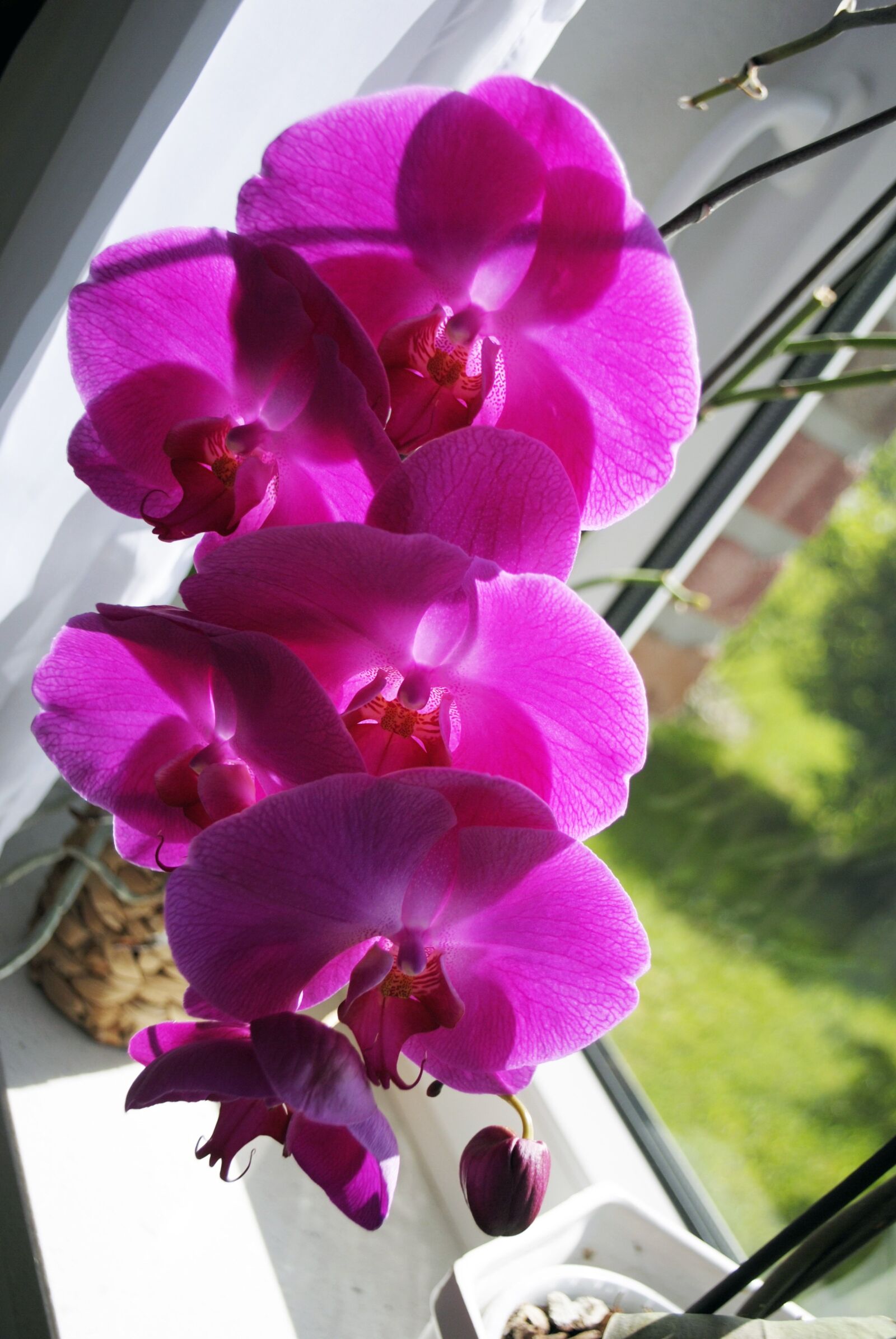 Nikon D3000 sample photo. Orchid, flower, blossom photography