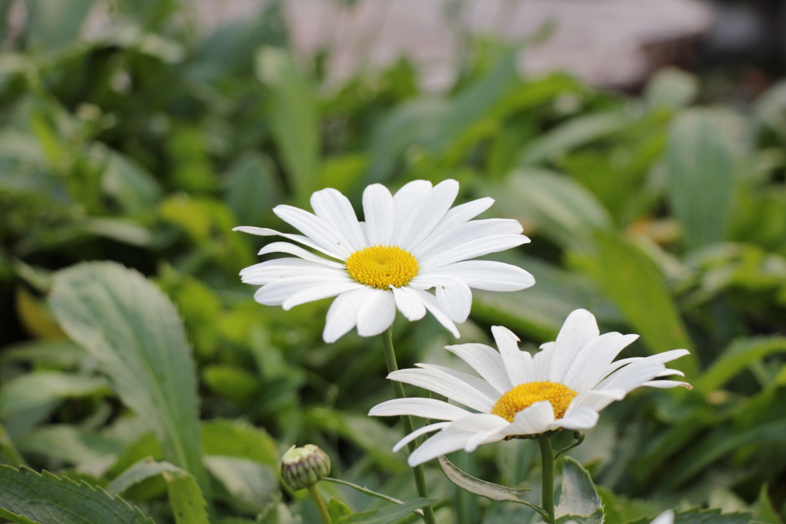 Canon EOS 550D (EOS Rebel T2i / EOS Kiss X4) sample photo. Chamomile, guess, flowers photography
