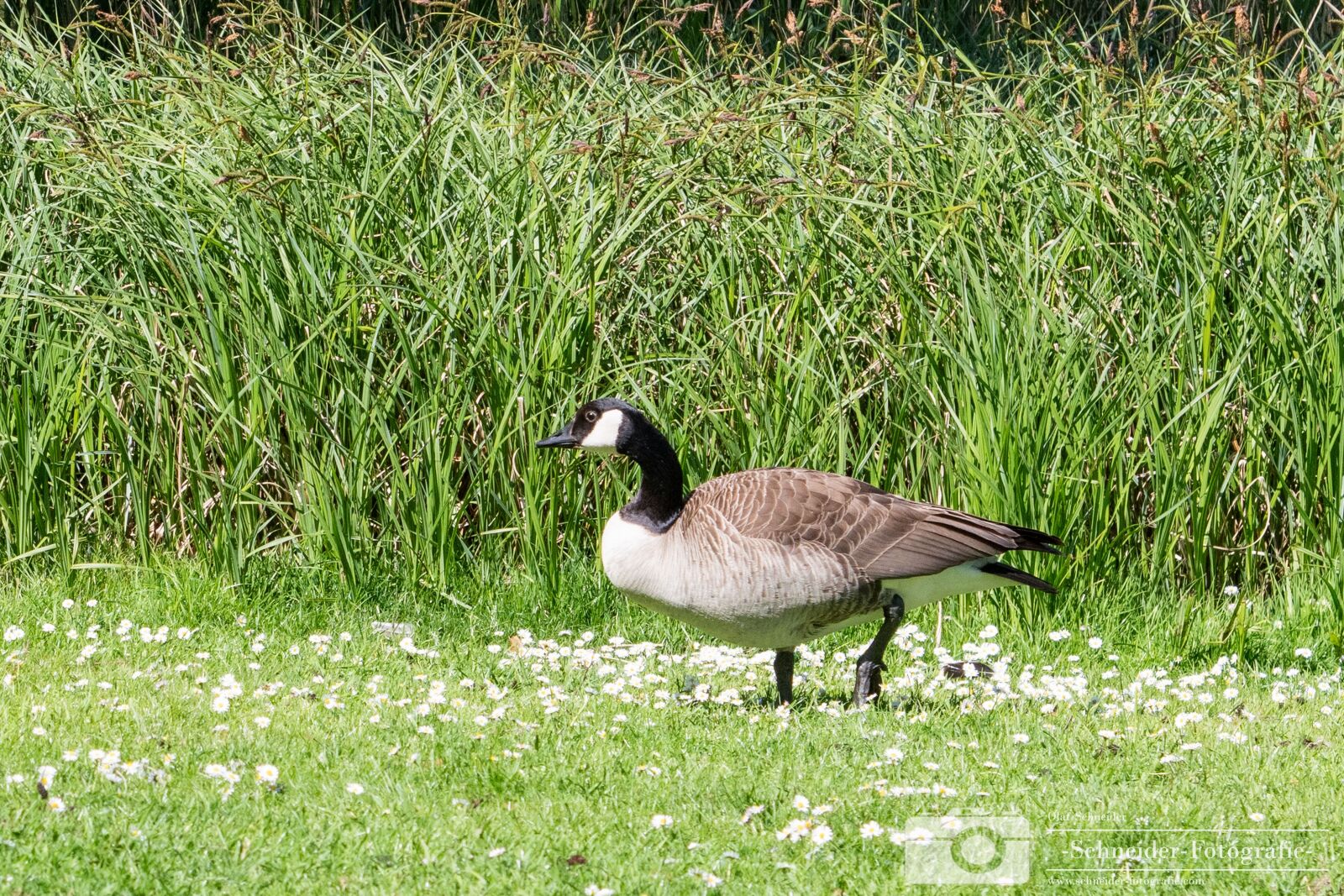 Nikon D850 sample photo. Britzer garden photography