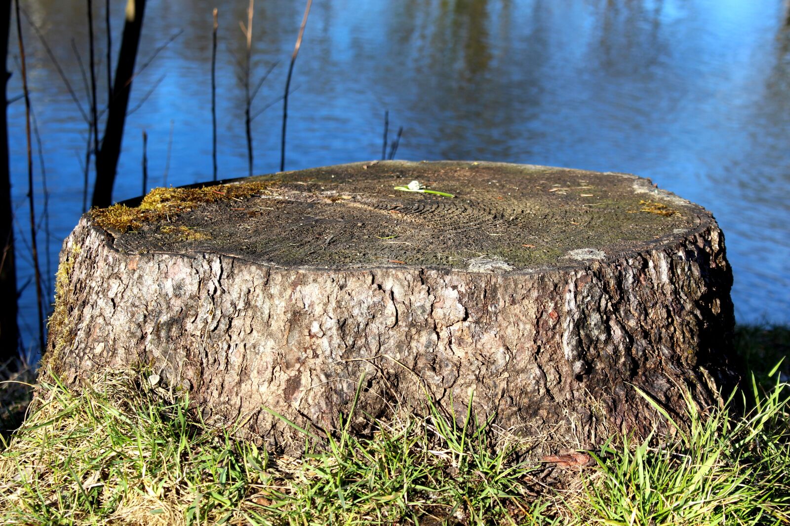 Canon EOS 700D (EOS Rebel T5i / EOS Kiss X7i) sample photo. Log, nature, waters photography
