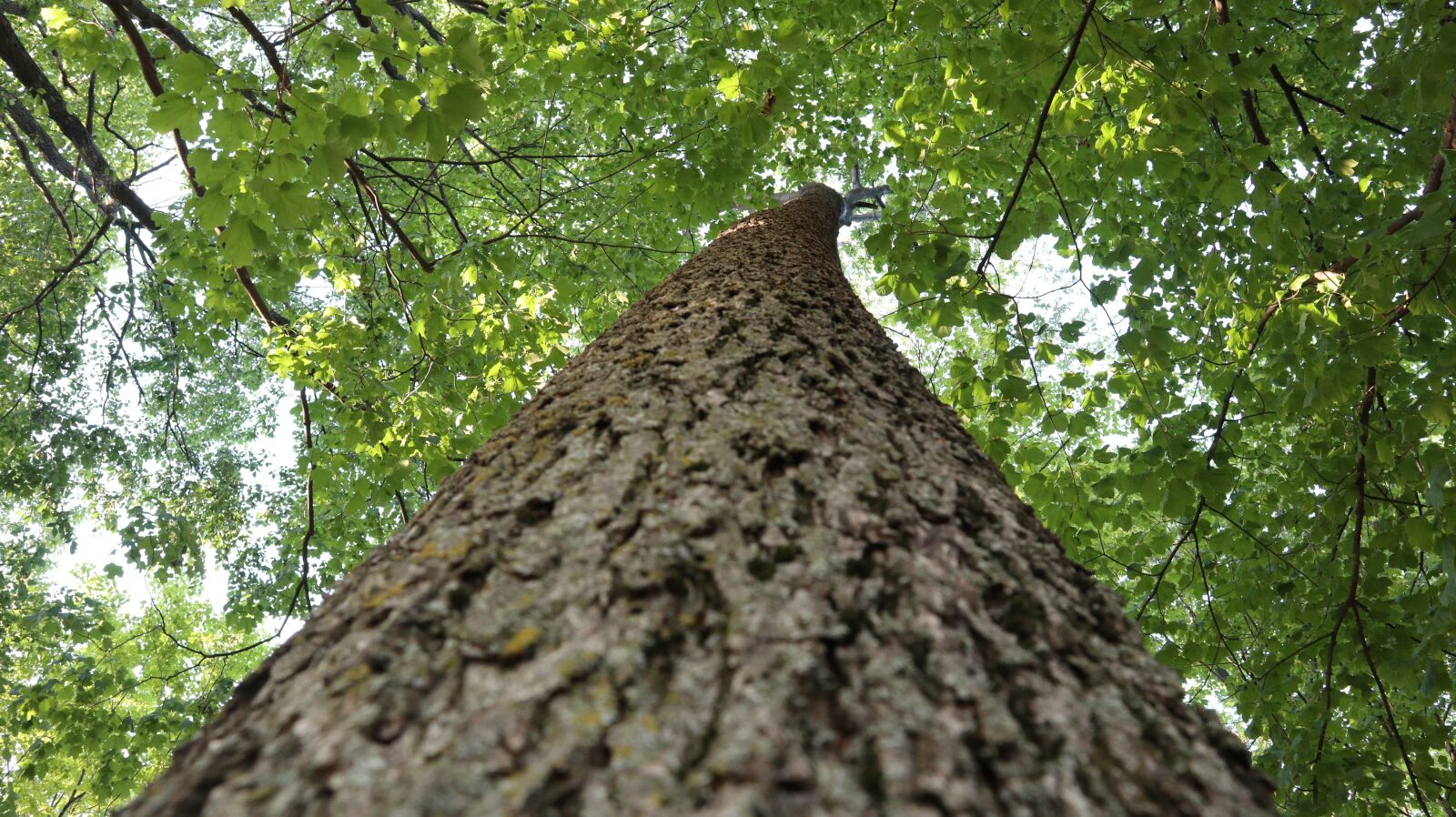 Canon EOS M100 sample photo. Tree, grand, nature photography