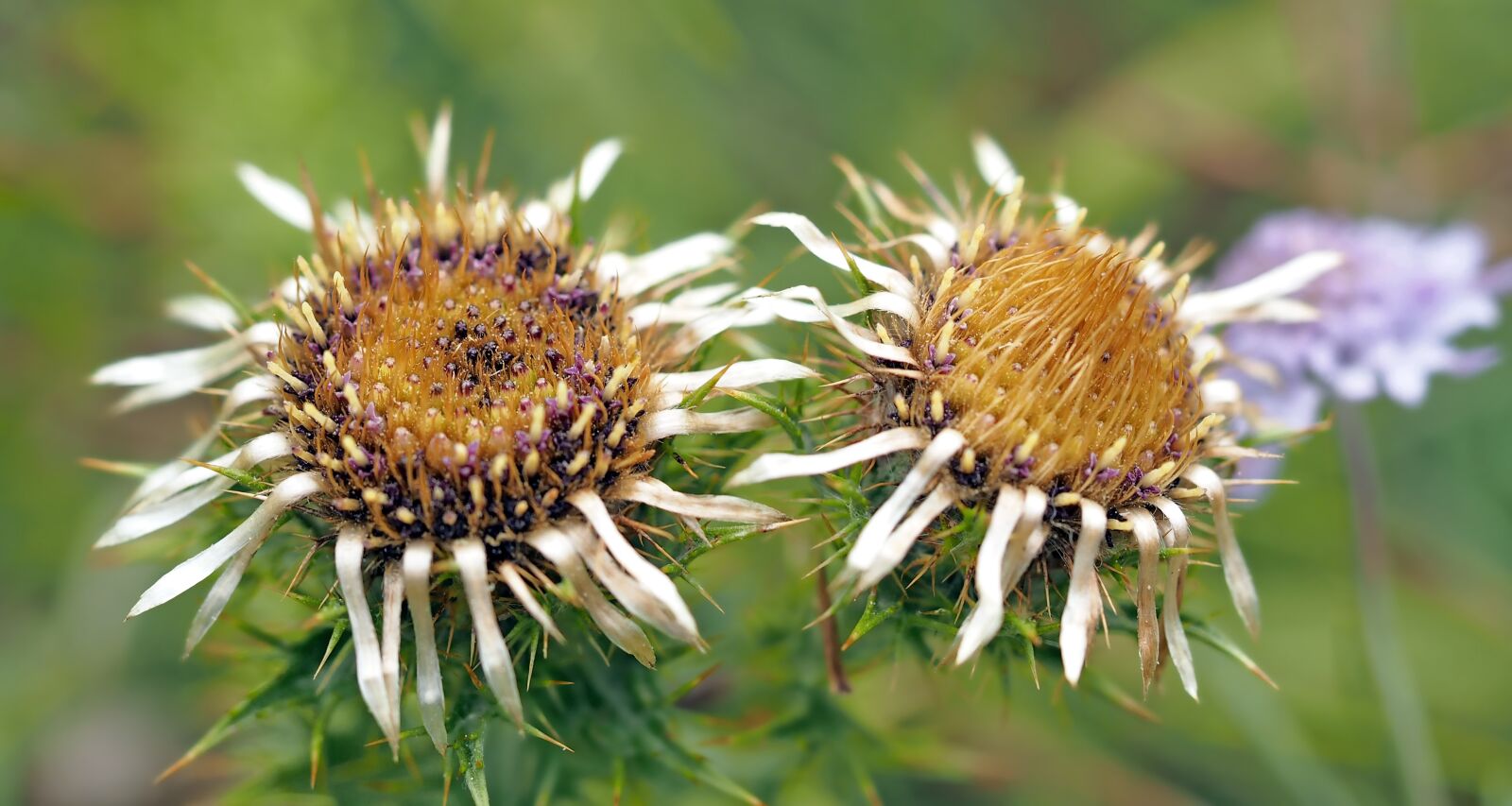 Olympus M.Zuiko Digital ED 60mm F2.8 Macro sample photo. Silver thistle, carlina acaulis photography