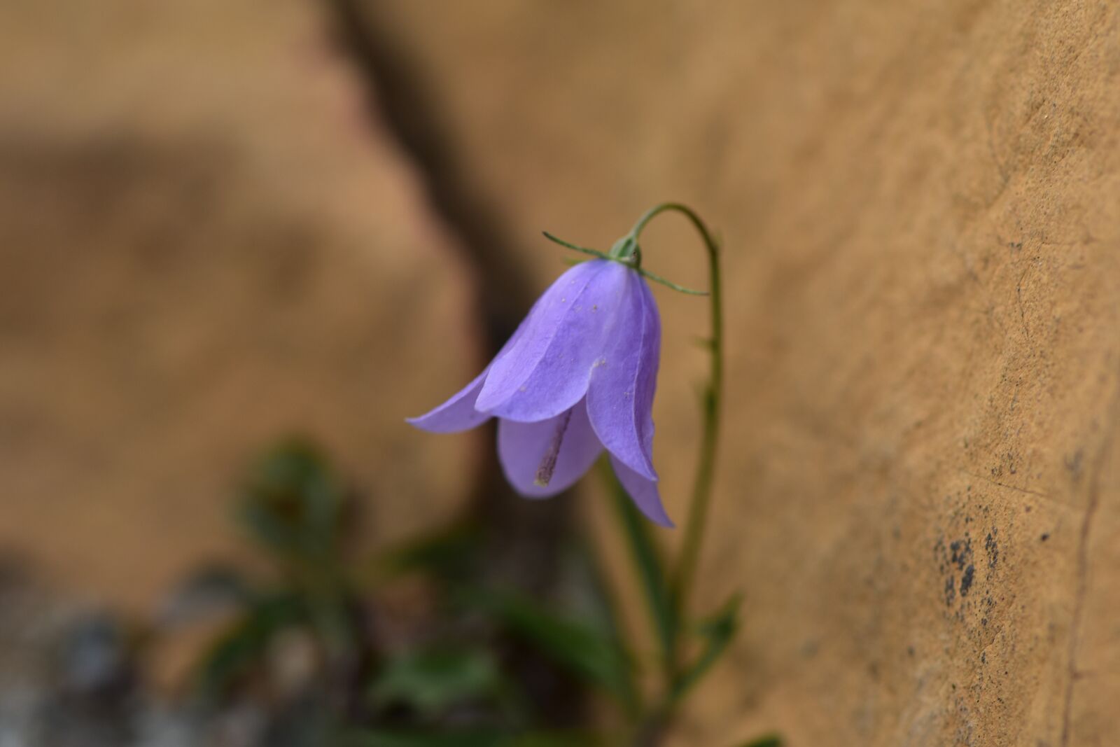 Nikon D5500 sample photo. Blossom, bloom, blue photography