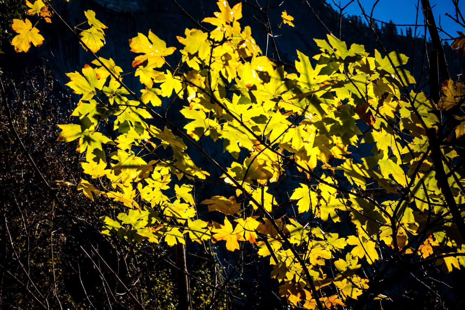 Sony Cyber-shot DSC-RX100 IV sample photo. Yosemite, yosemite valley, national photography