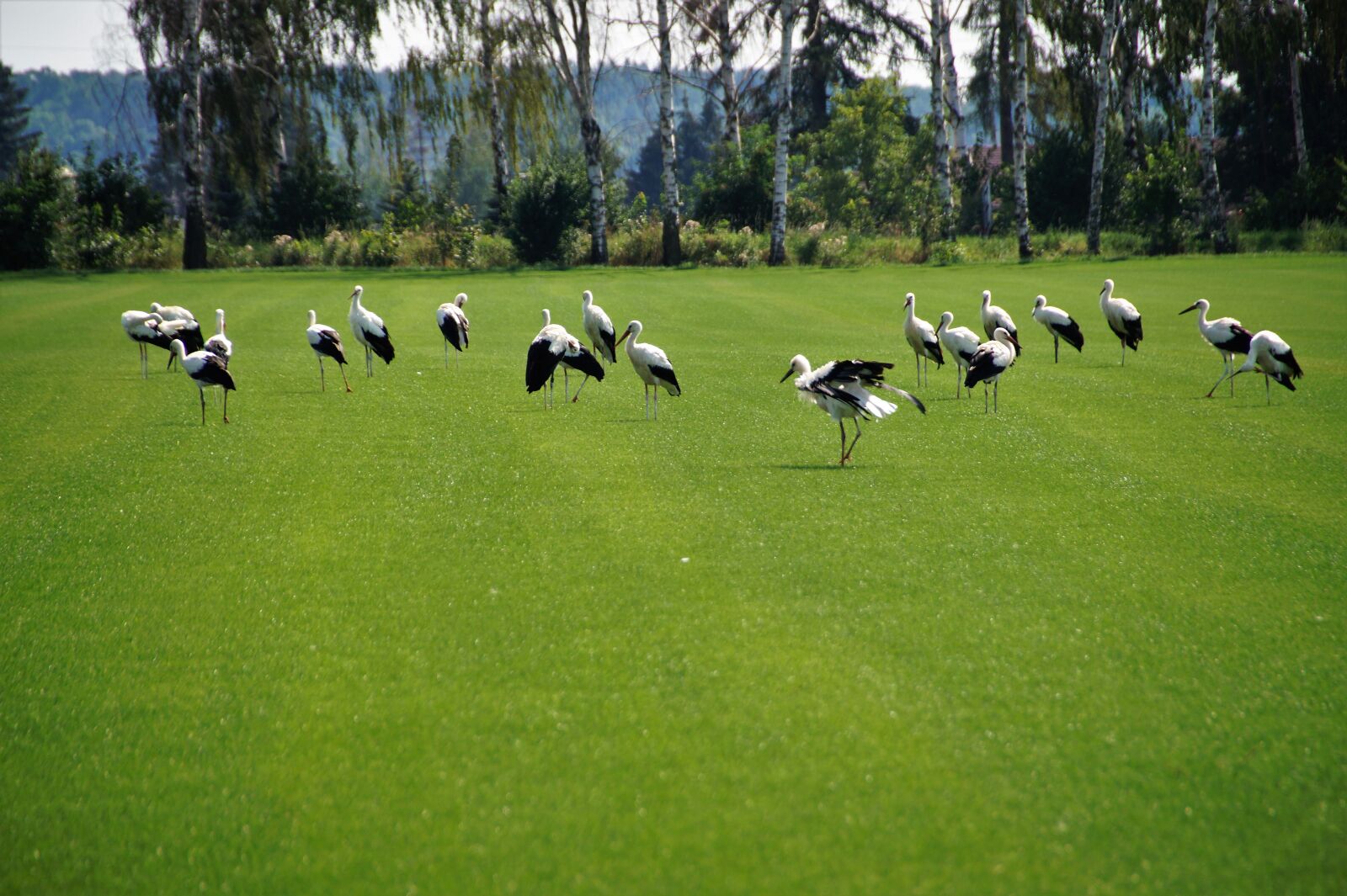 Sony SLT-A58 sample photo. Storks, birds, animals photography