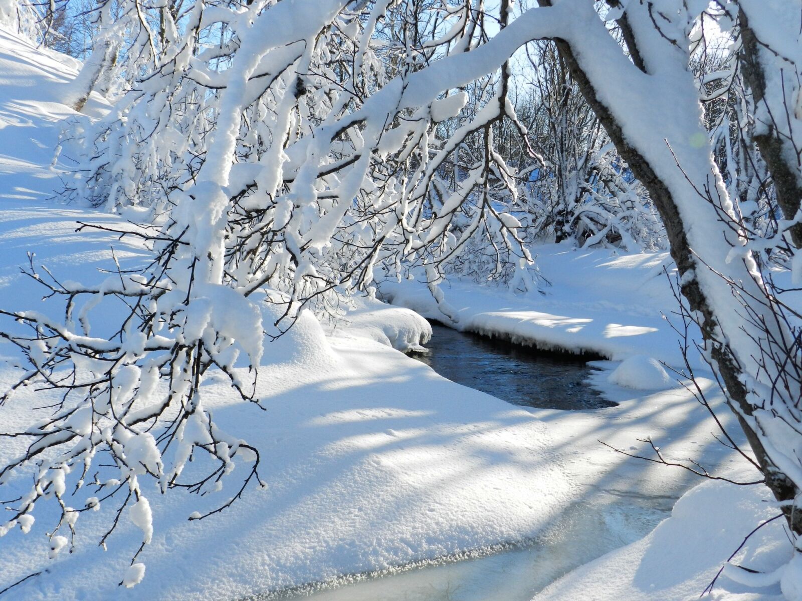 Nikon Coolpix P500 sample photo. Winter, frost, snow photography