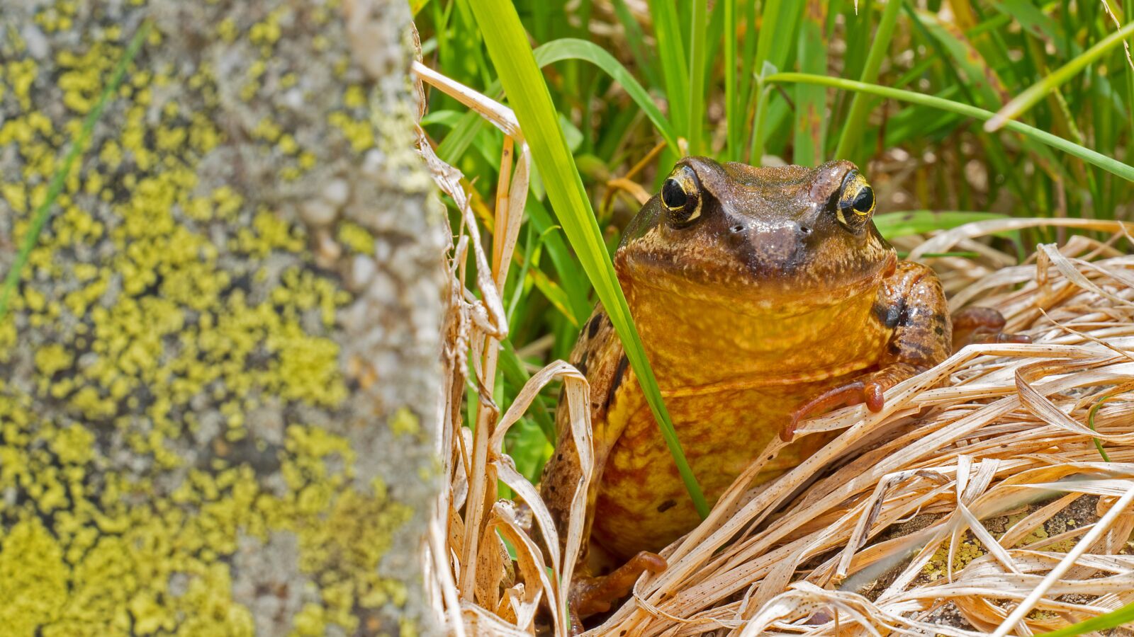 LUMIX G VARIO 12-60/F3.5-5.6 sample photo. Common toad, toad, amphibian photography