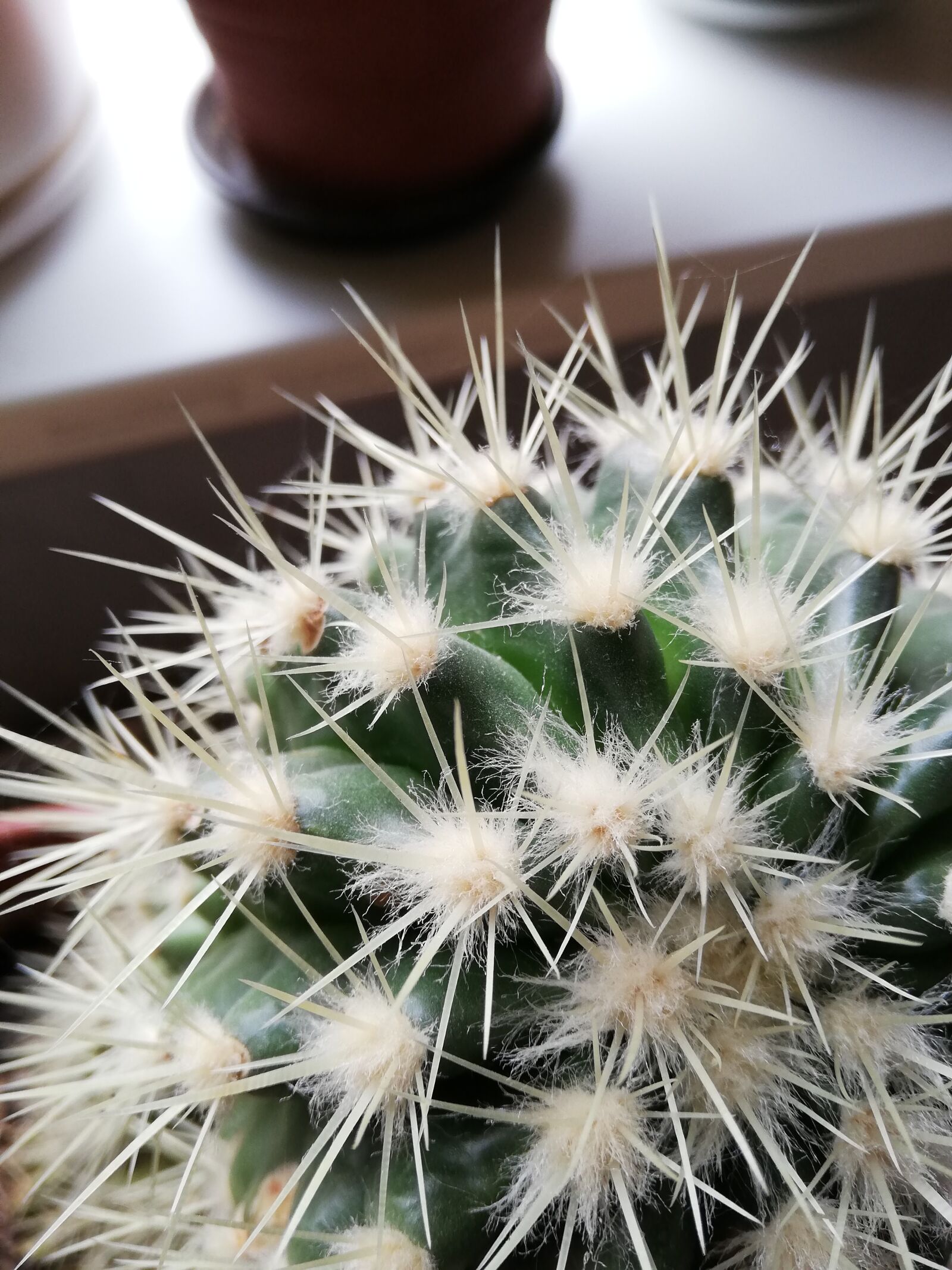 HUAWEI P20 lite sample photo. Cactus, cactus needle, large photography