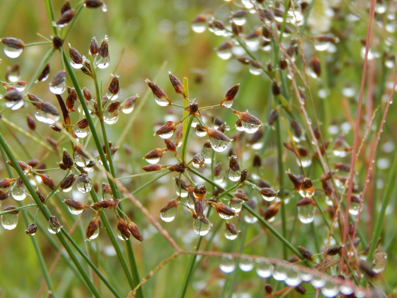 Nikon Coolpix L820 sample photo. Rain, rocio, drops photography