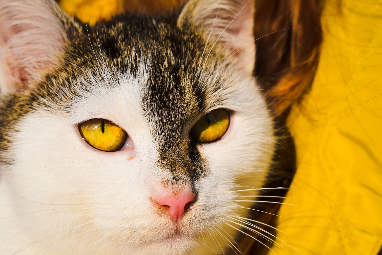 Nikon D3500 sample photo. Cat, green, eyes photography