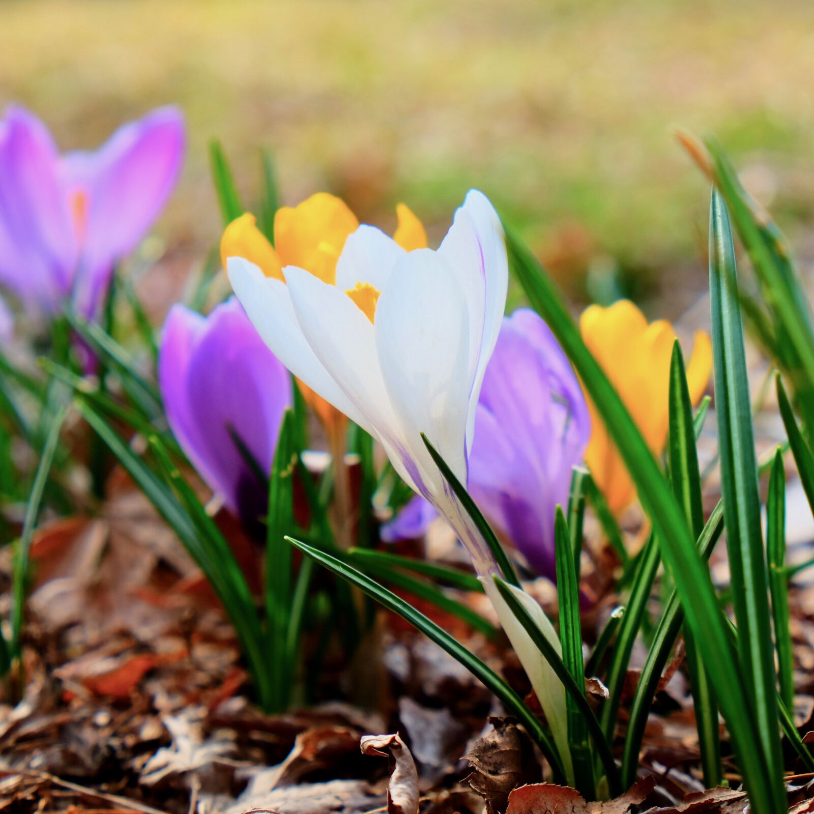 Fujifilm X-T10 sample photo. Garden, flowers, bloom photography