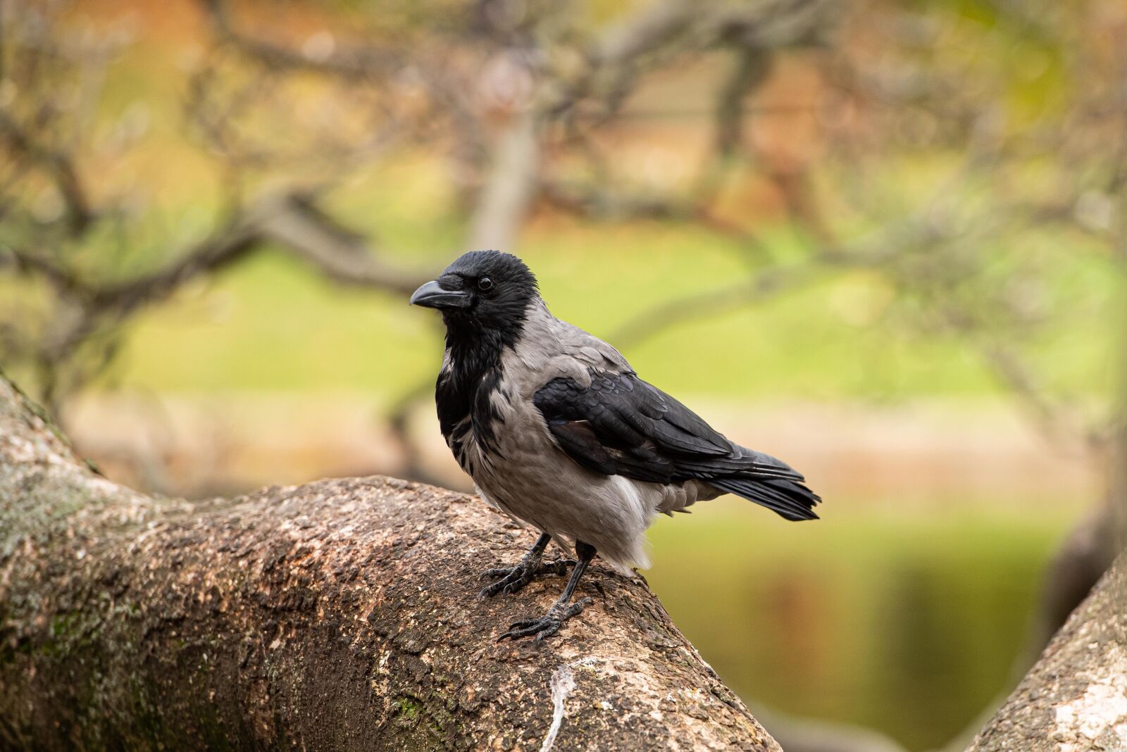 Nikon D750 sample photo. Crow, autumn, bird photography