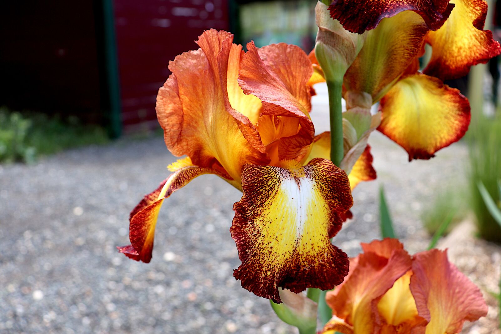 Canon EOS 800D (EOS Rebel T7i / EOS Kiss X9i) sample photo. Iris, plants, flowers photography