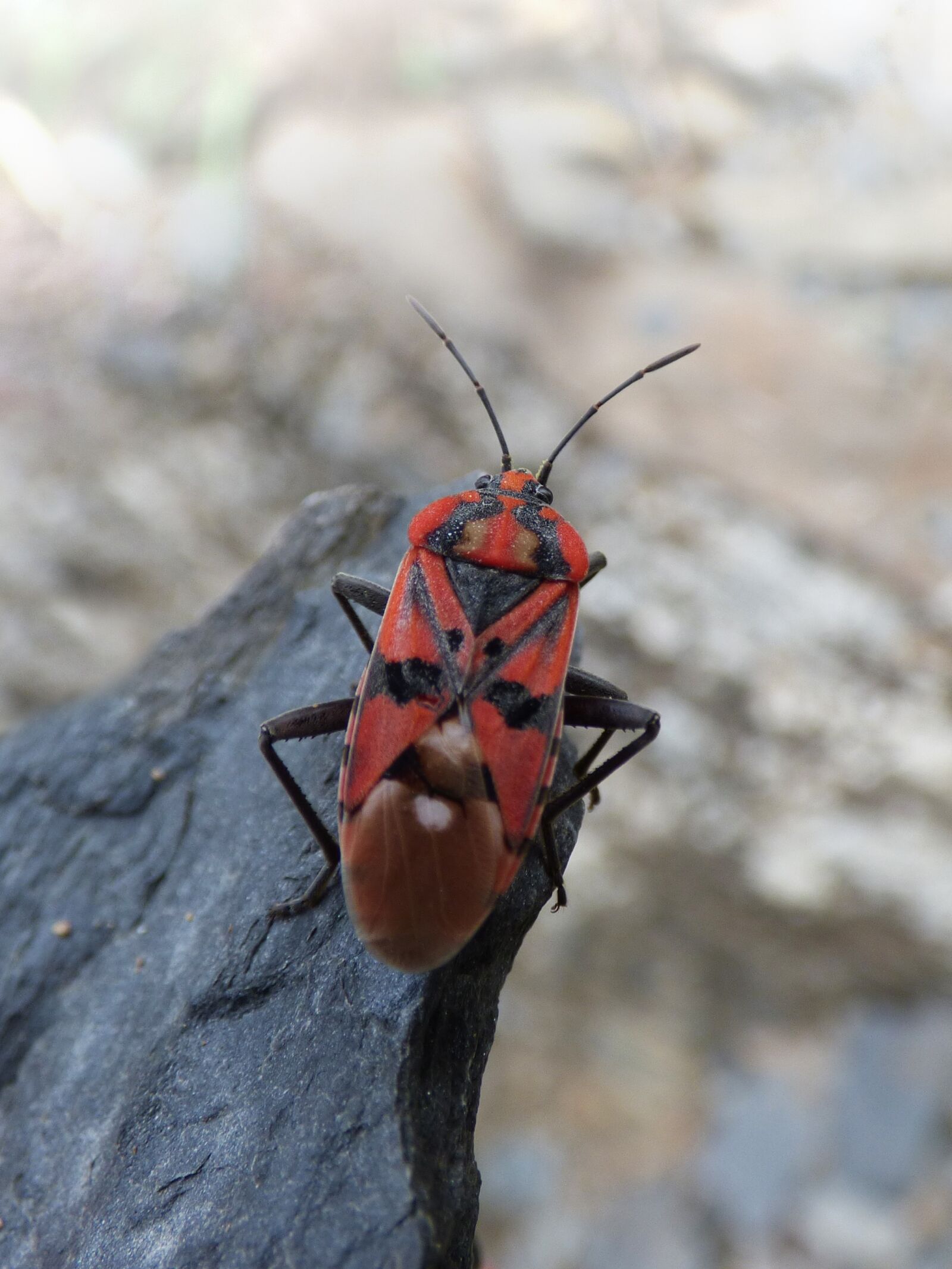 Panasonic Lumix DMC-FZ70 sample photo. Insect, beetle, red and photography