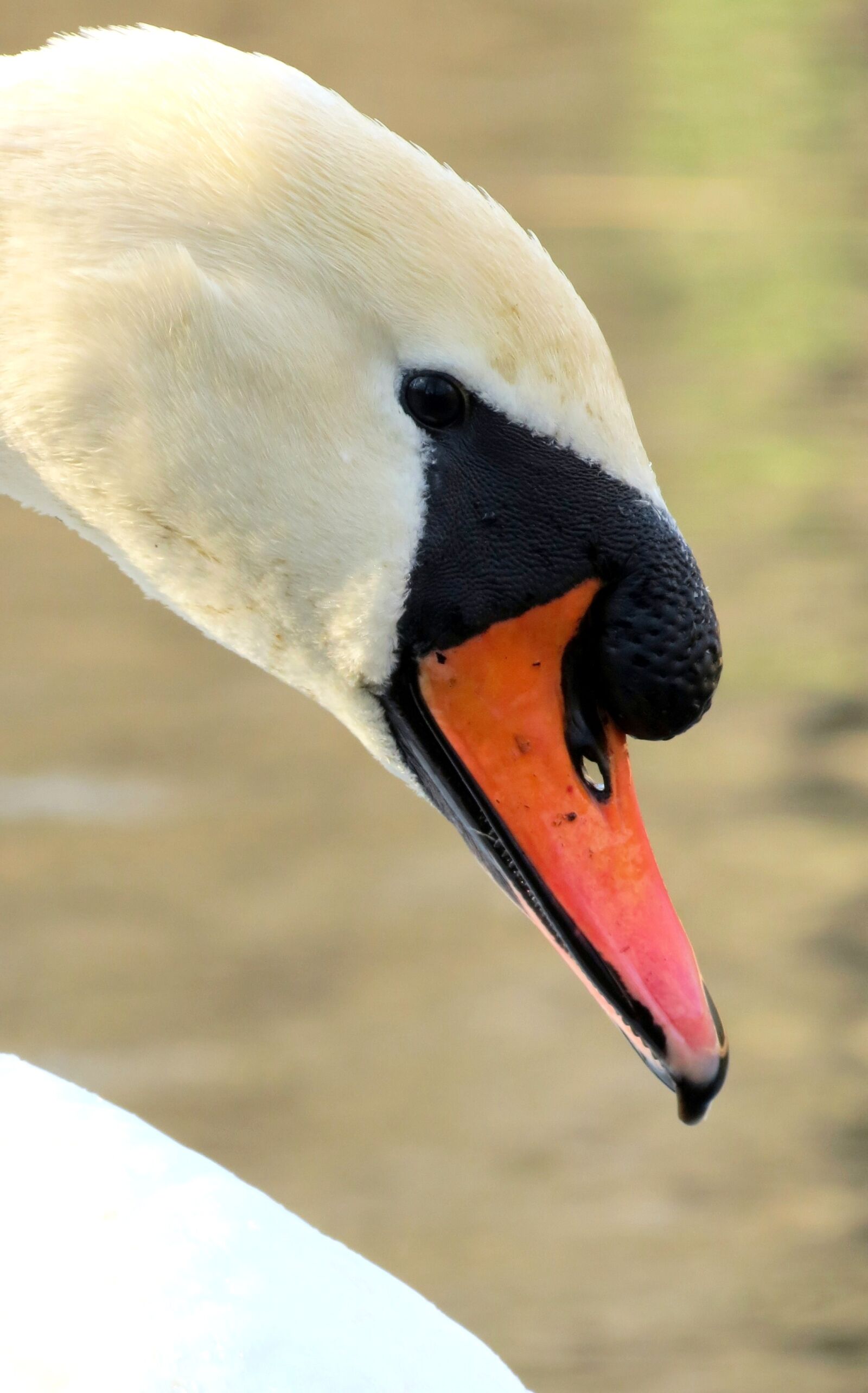 Canon PowerShot SX40 HS sample photo. Wildlife, nature, bird photography