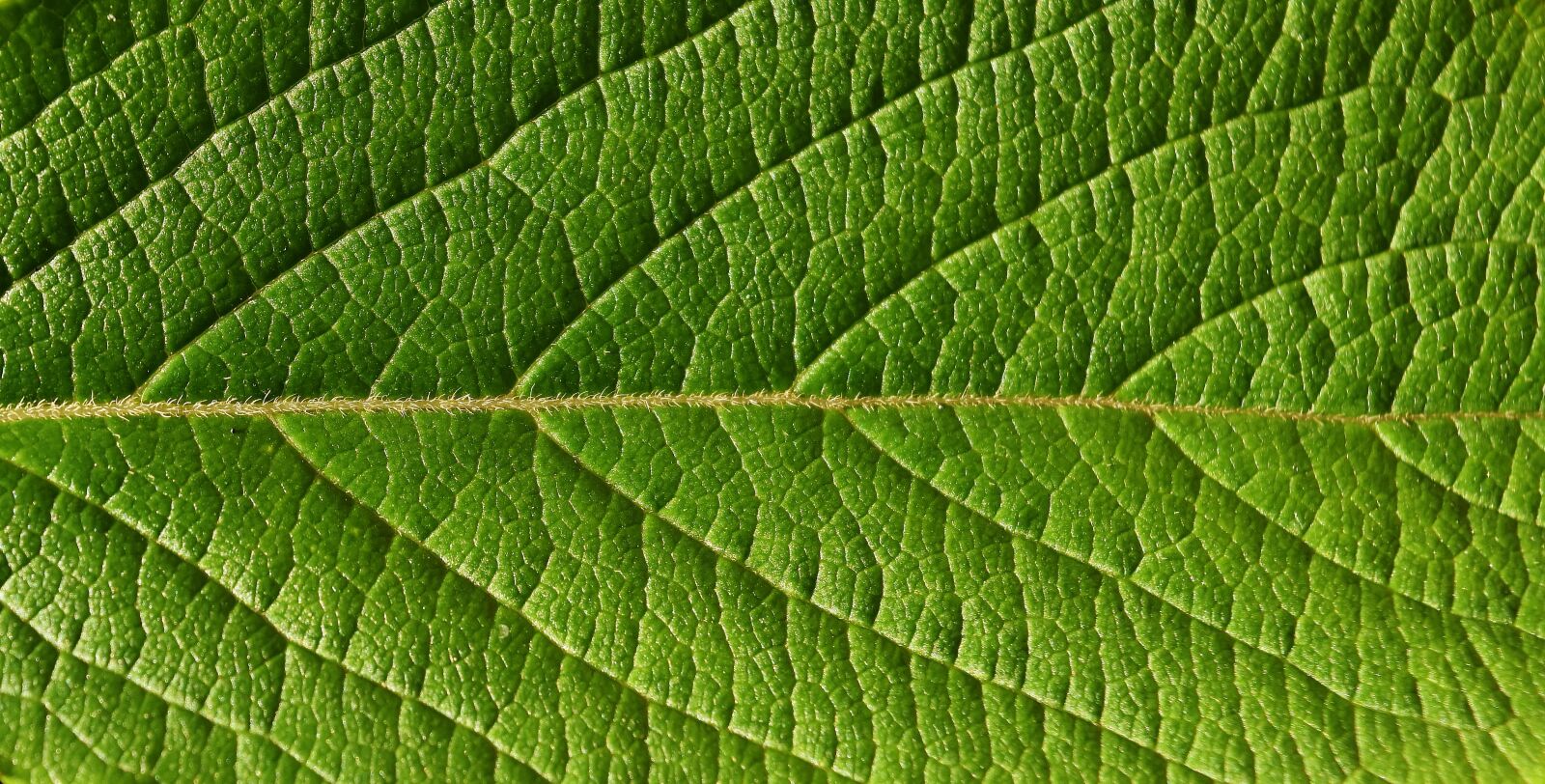 Nikon D7200 sample photo. Leaf, close up, nature photography