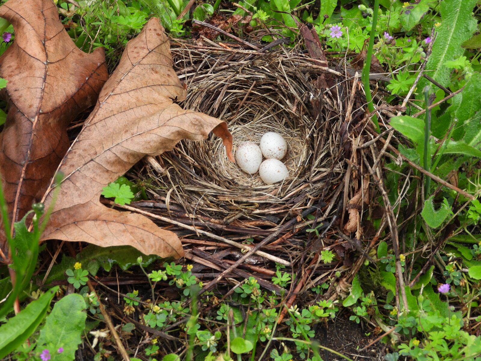 Nikon Coolpix P1000 sample photo. Nest, nature, eggs photography