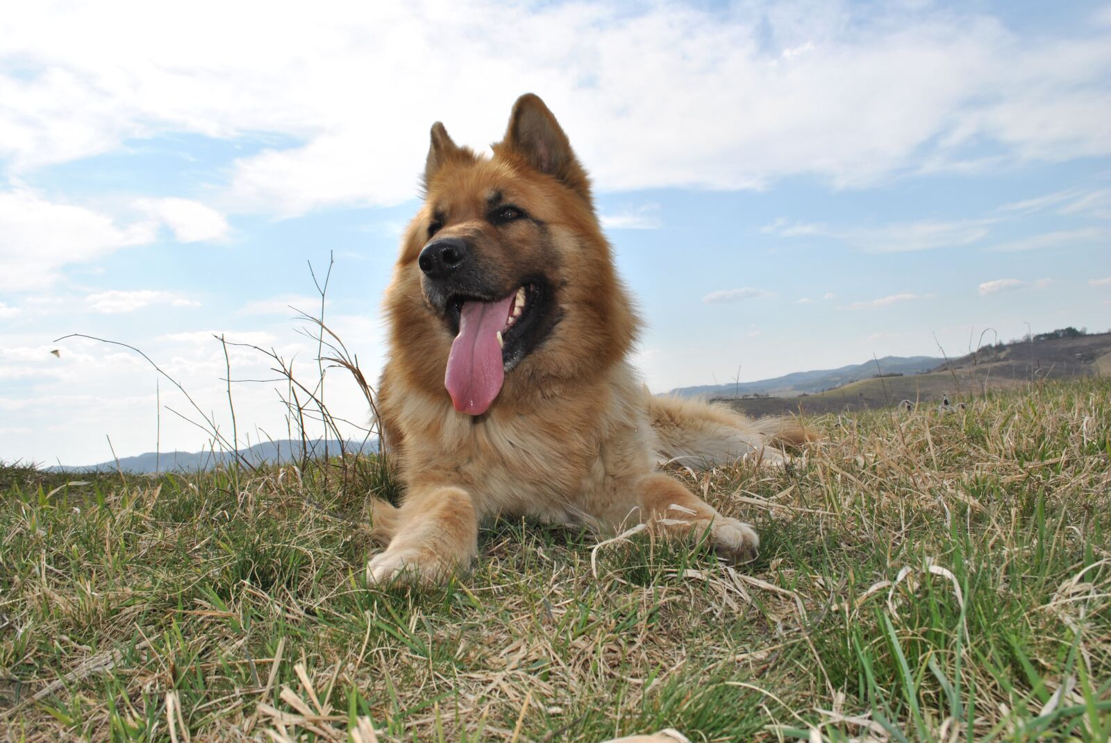Nikon D3000 sample photo. Dog, nature, pets photography