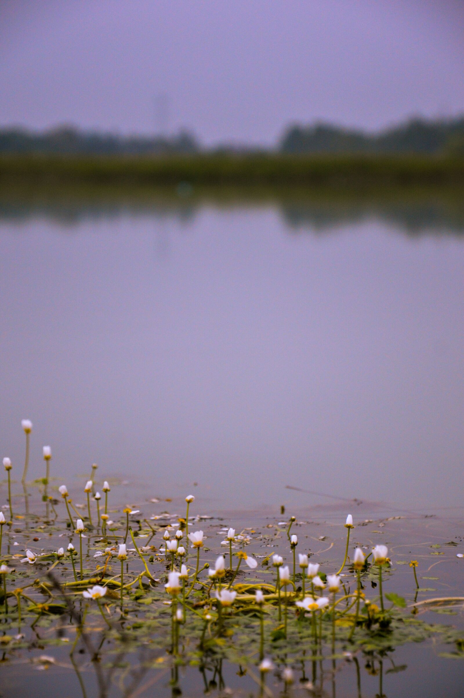 Nikon D3200 sample photo. Plant, water, pond photography