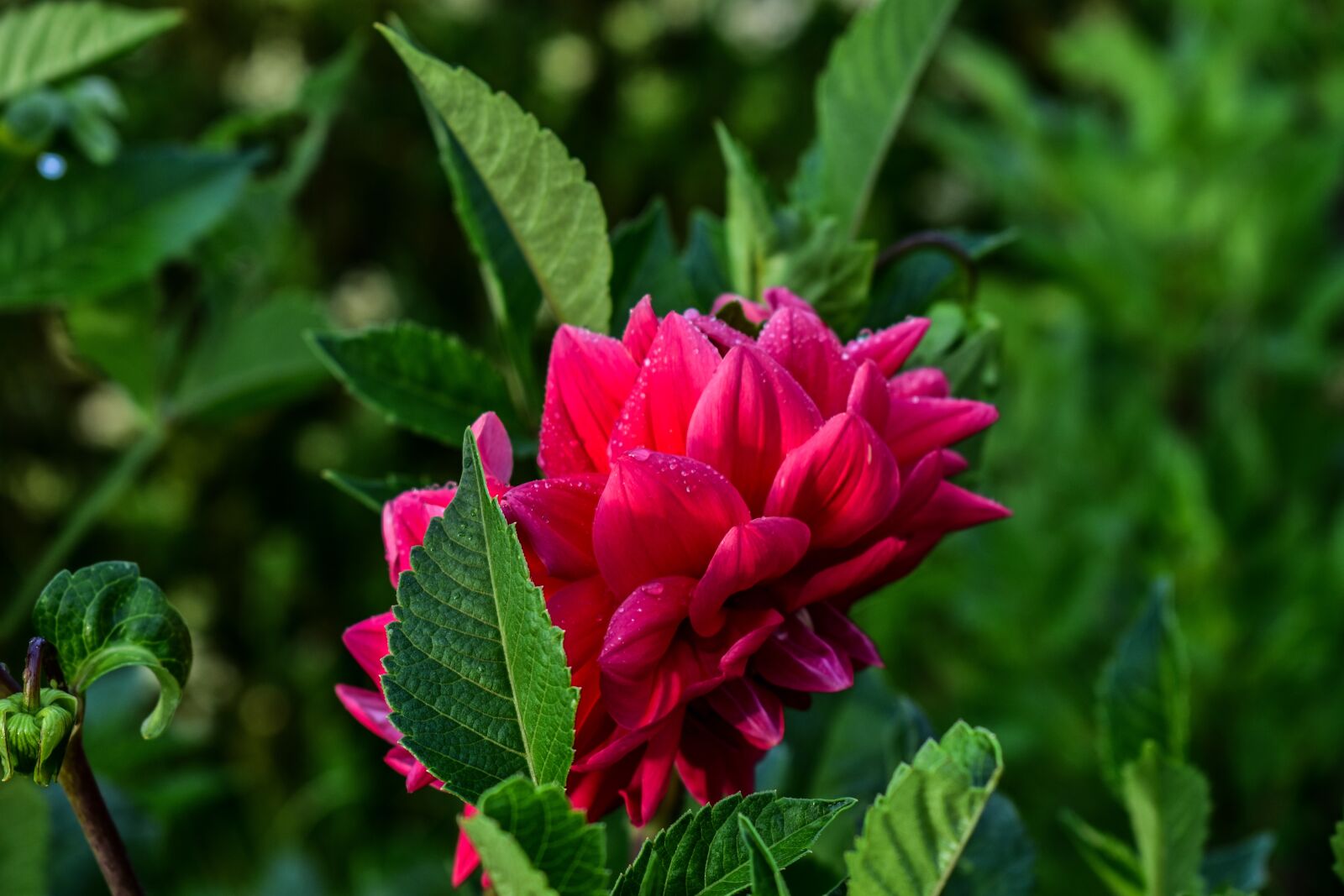 Nikon D3400 sample photo. Flower, nature, spring photography