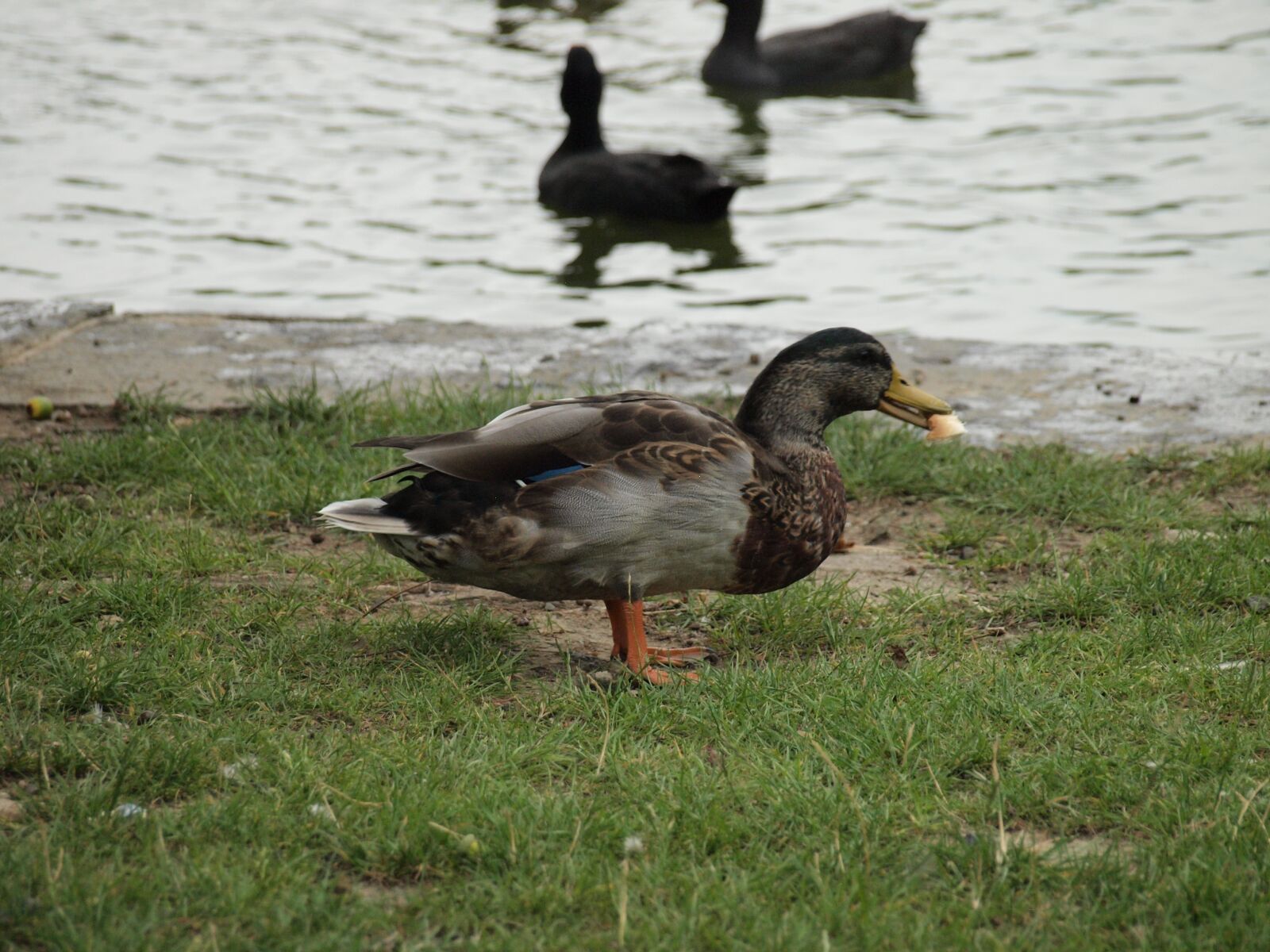 Olympus E-450 (EVOLT E-450) sample photo. Duck, dinner, water photography