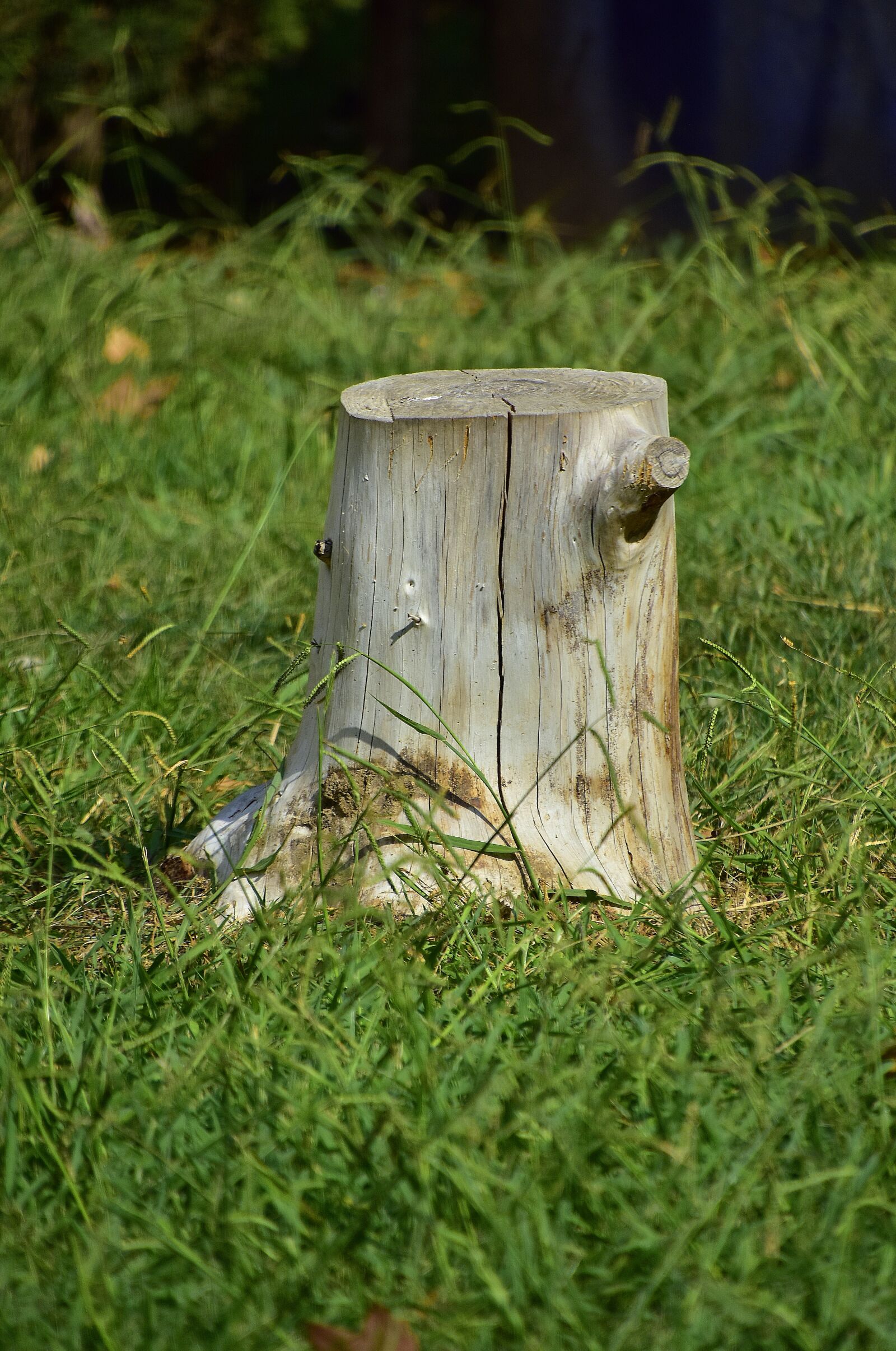 Nikon D7200 sample photo. Trunk, nature, wood photography