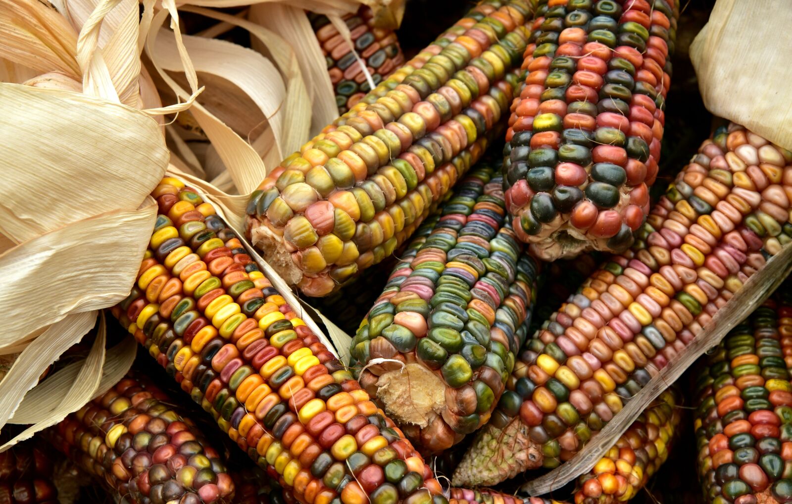 Nikon D750 sample photo. Corn, harvest, food photography