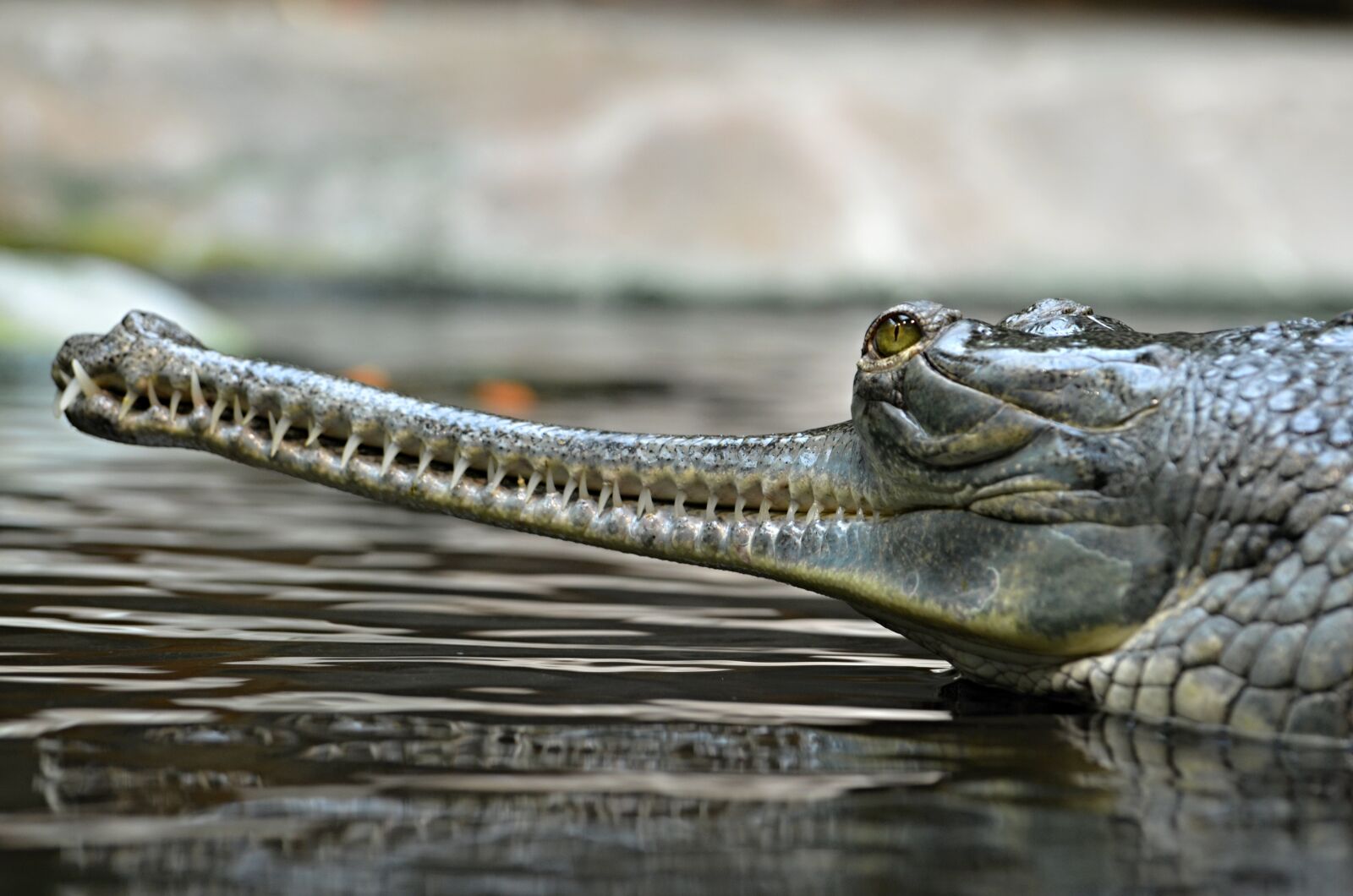 Nikon D5100 sample photo. Jaws, crocodilian, gavialis photography