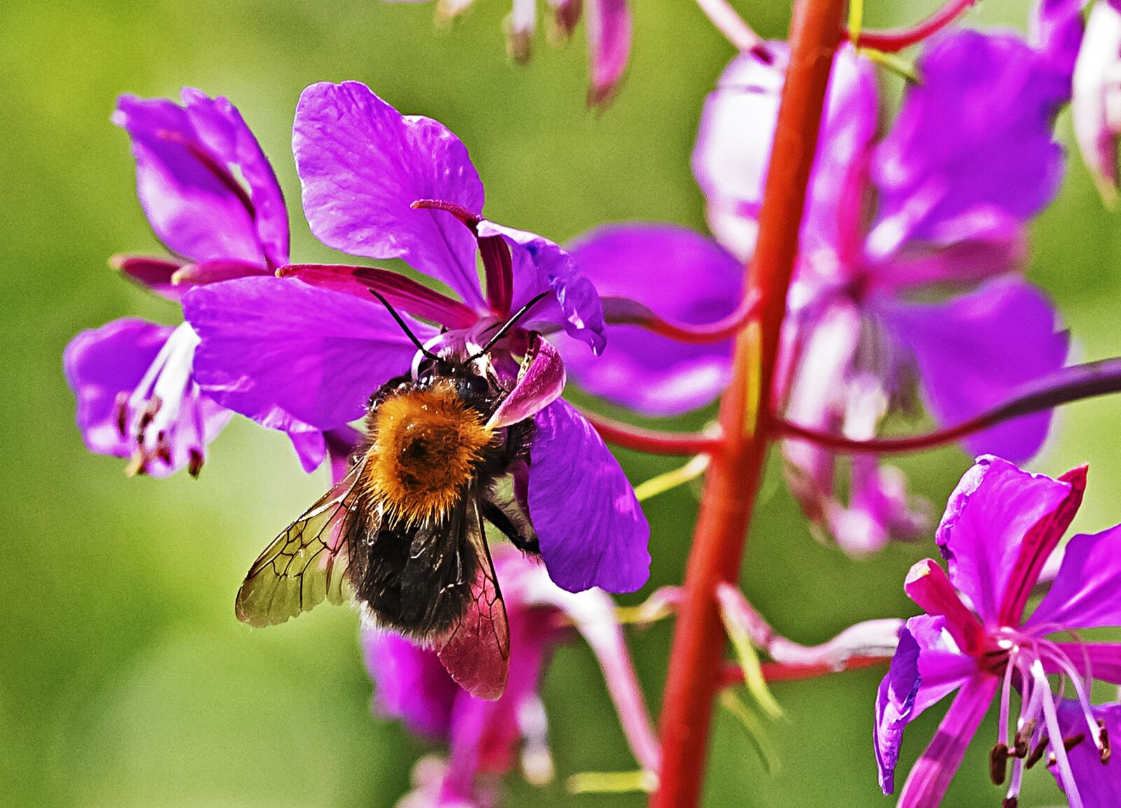 Nikon D750 sample photo. Bee in bloom, summer photography