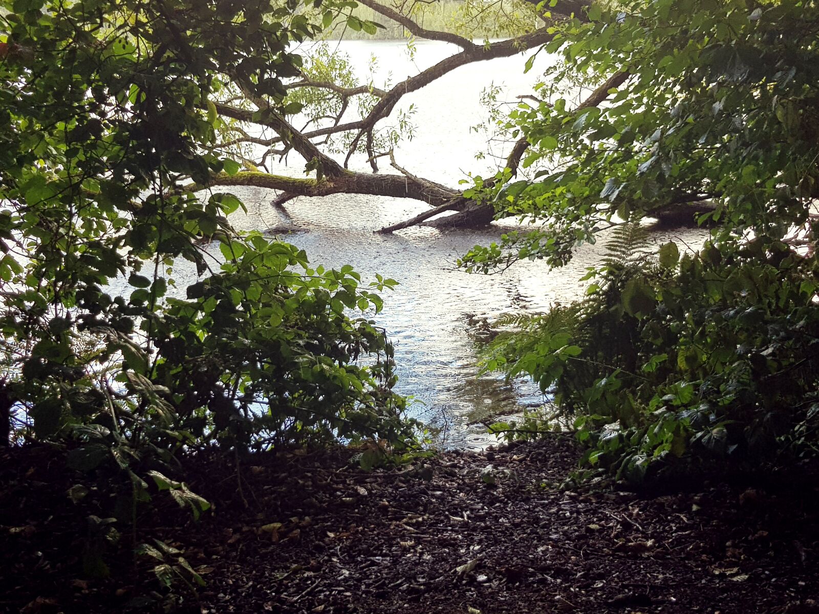 Samsung Galaxy S8 sample photo. Lake, water, tree photography