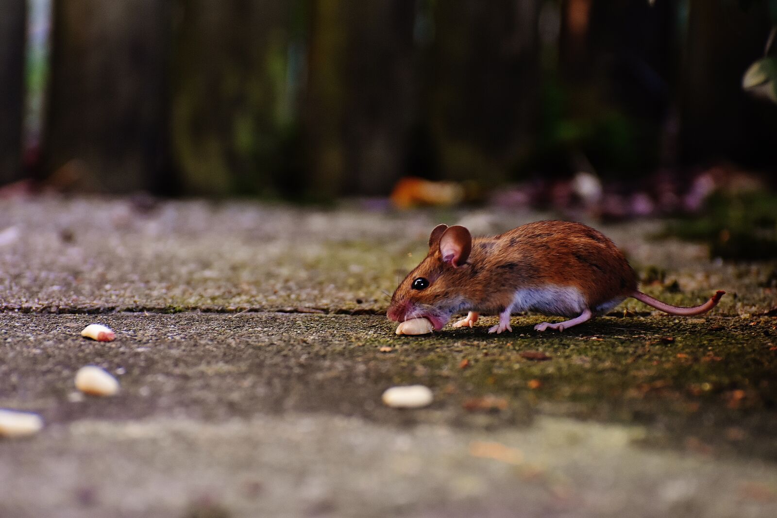 Nikon D7200 sample photo. Mouse, rodent, cute photography