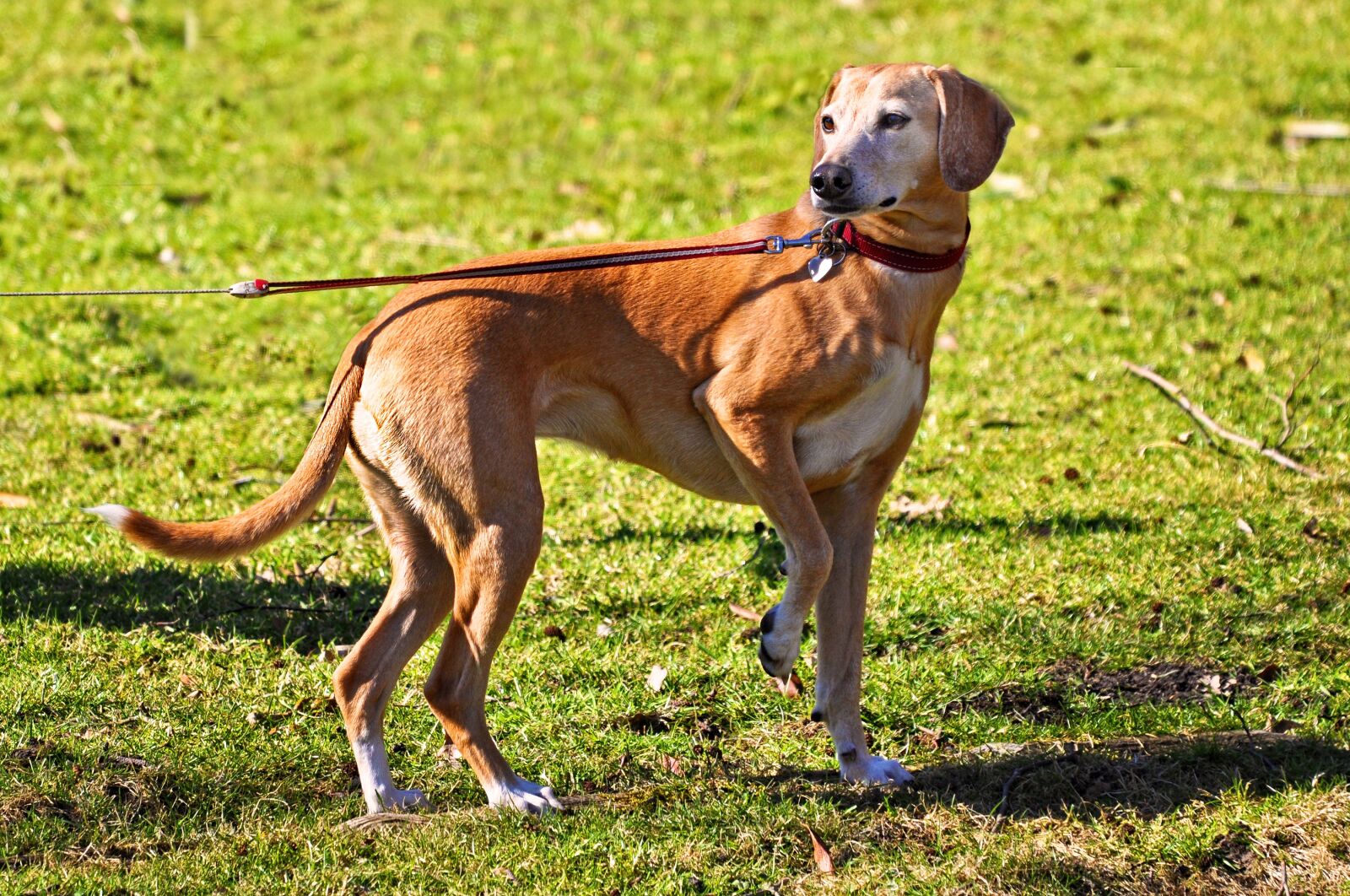 Nikon D90 sample photo. Dog, animal, mammal photography