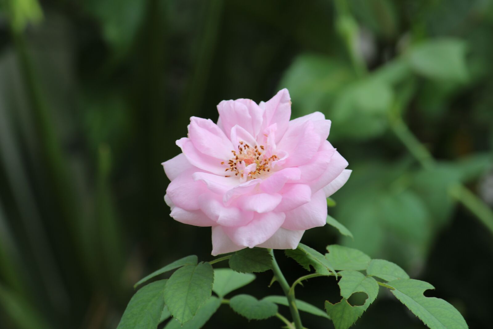 Canon EF-S 55-250mm F4-5.6 IS II sample photo. Rose flower, light pink photography