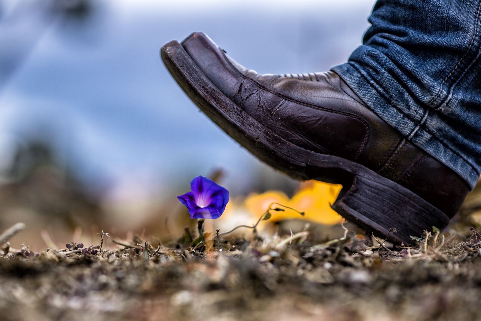 Nikon D600 sample photo. Environment, flower, nature photography