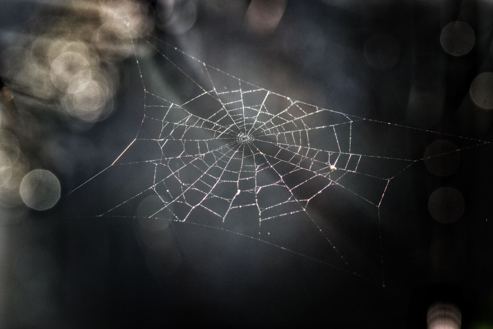 Nikon D3300 sample photo. Spiderweb, sunlight, nature photography