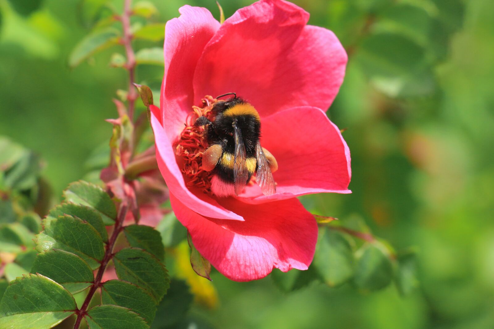 Canon EOS 700D (EOS Rebel T5i / EOS Kiss X7i) sample photo. Nature, flower, plant photography