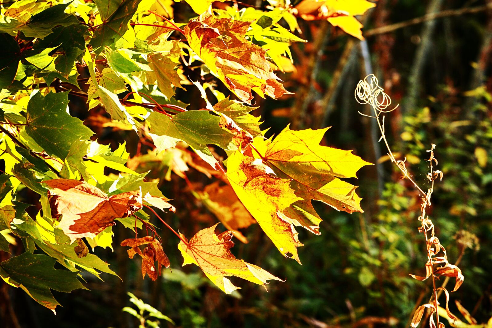 Canon EF 100mm F2.8L Macro IS USM sample photo. Autumn, leaves, tree photography