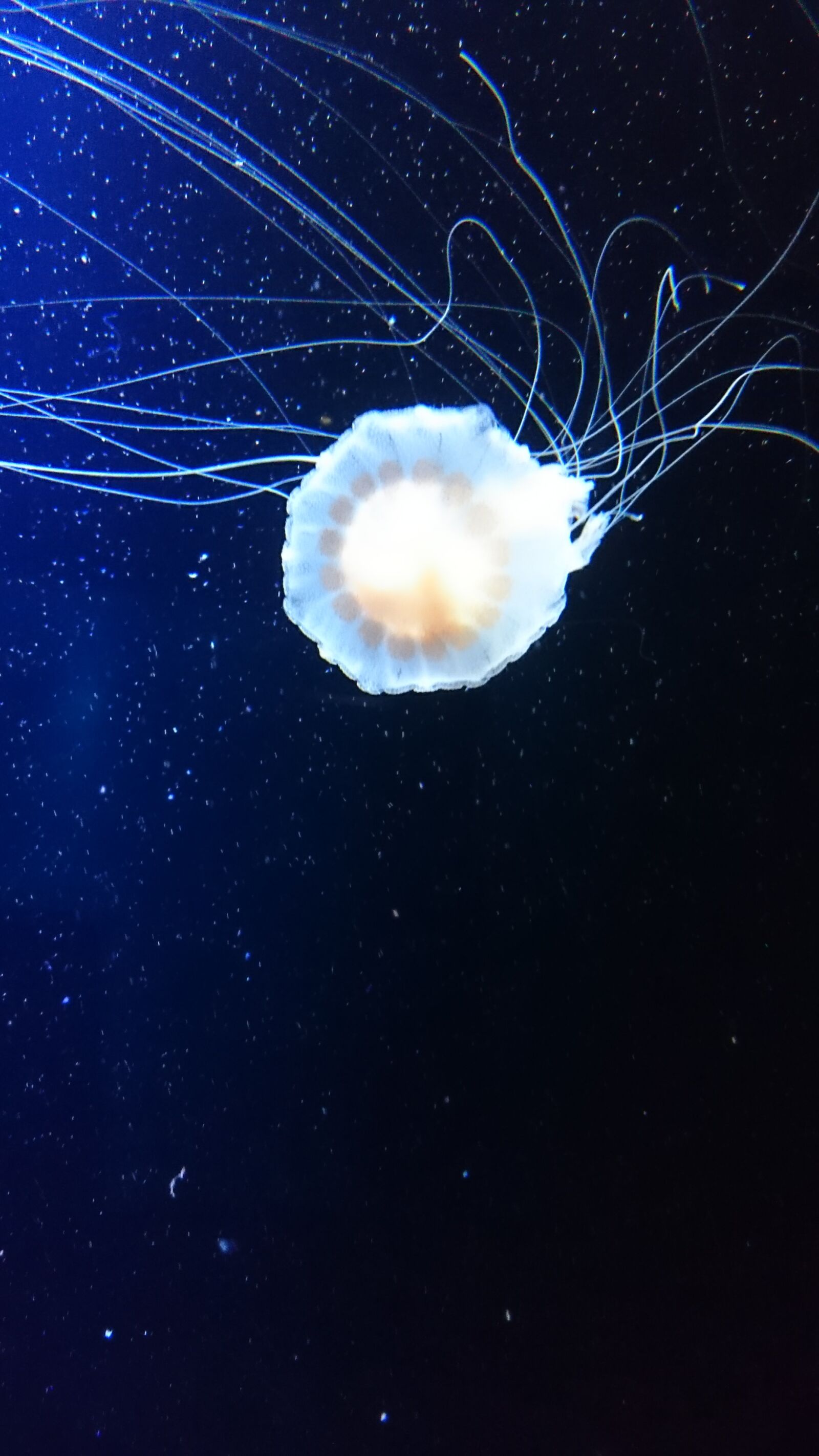 Sony Xperia Z3 sample photo. Jellyfish, water, underwater photography