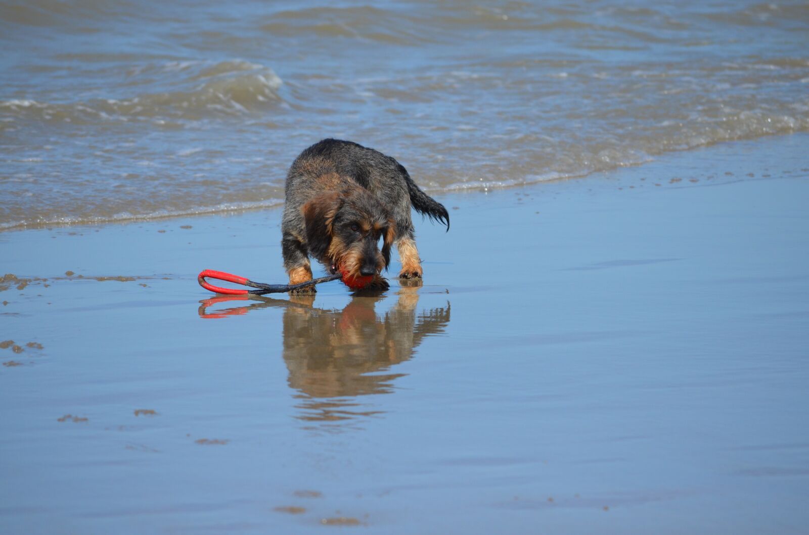 Nikon D5100 sample photo. Dachshund, beach, play photography