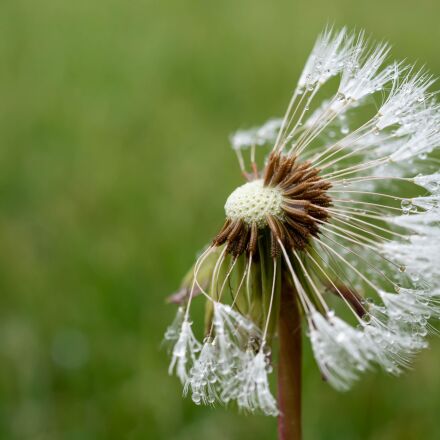 Olympus M.Zuiko Digital ED 30mm F3.5 Macro sample photos - ExploreCams