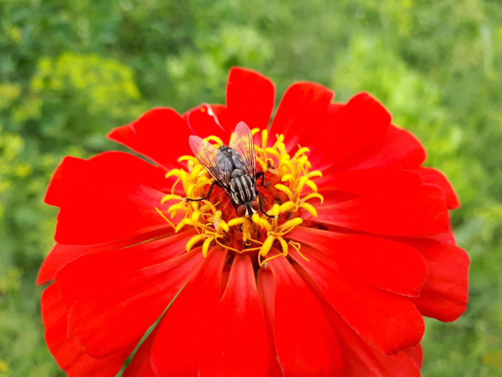 Samsung Galaxy A5(2017) sample photo. Fly, flower, red photography