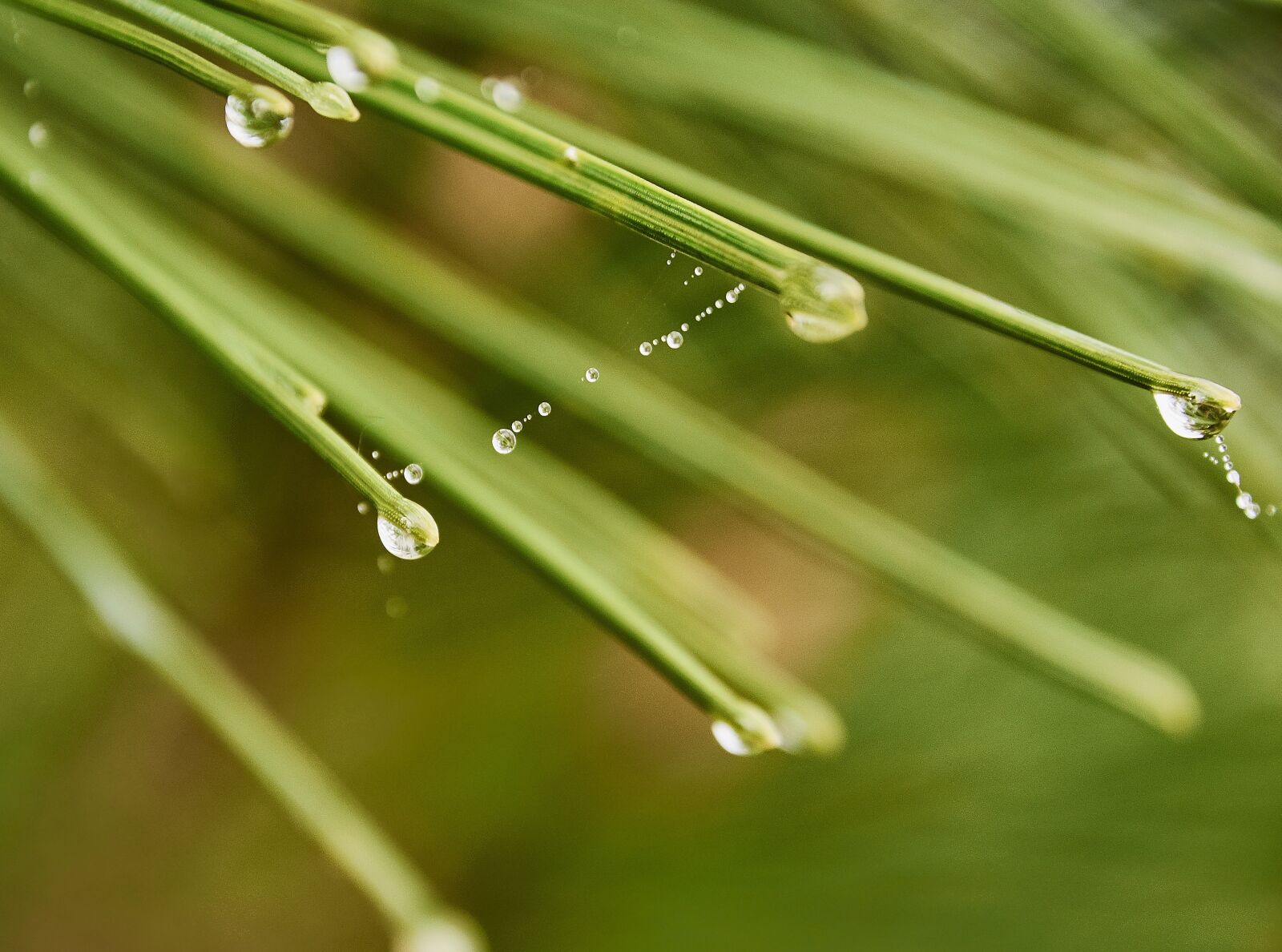 Nikon D7200 sample photo. Drops of water, moisture photography