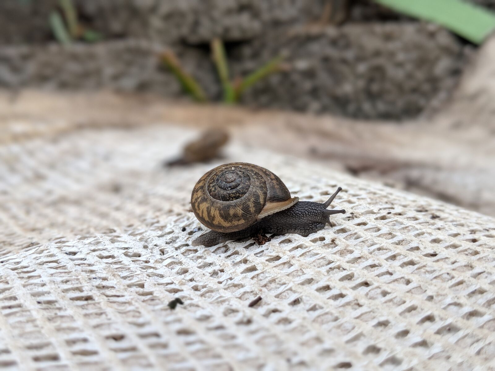 Google Pixel 2 sample photo. Snail, slow, nature photography