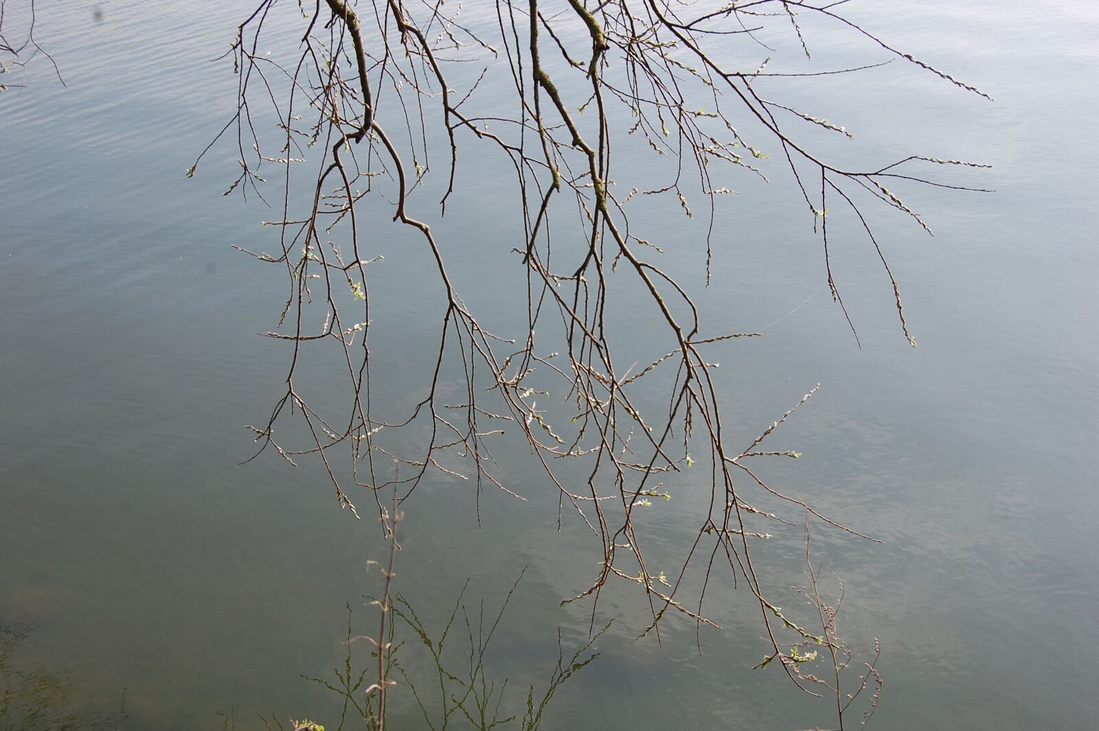 Nikon D40 sample photo. Branches, lake, water photography