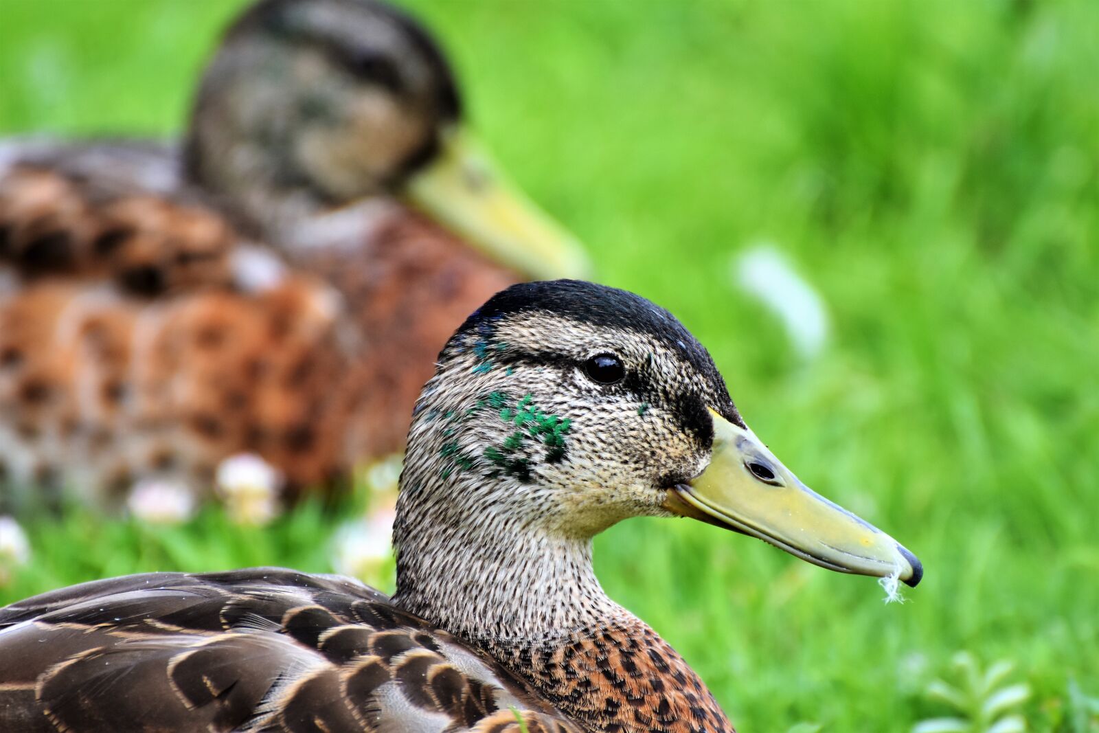 Nikon D7200 sample photo. Duck, bird, water bird photography