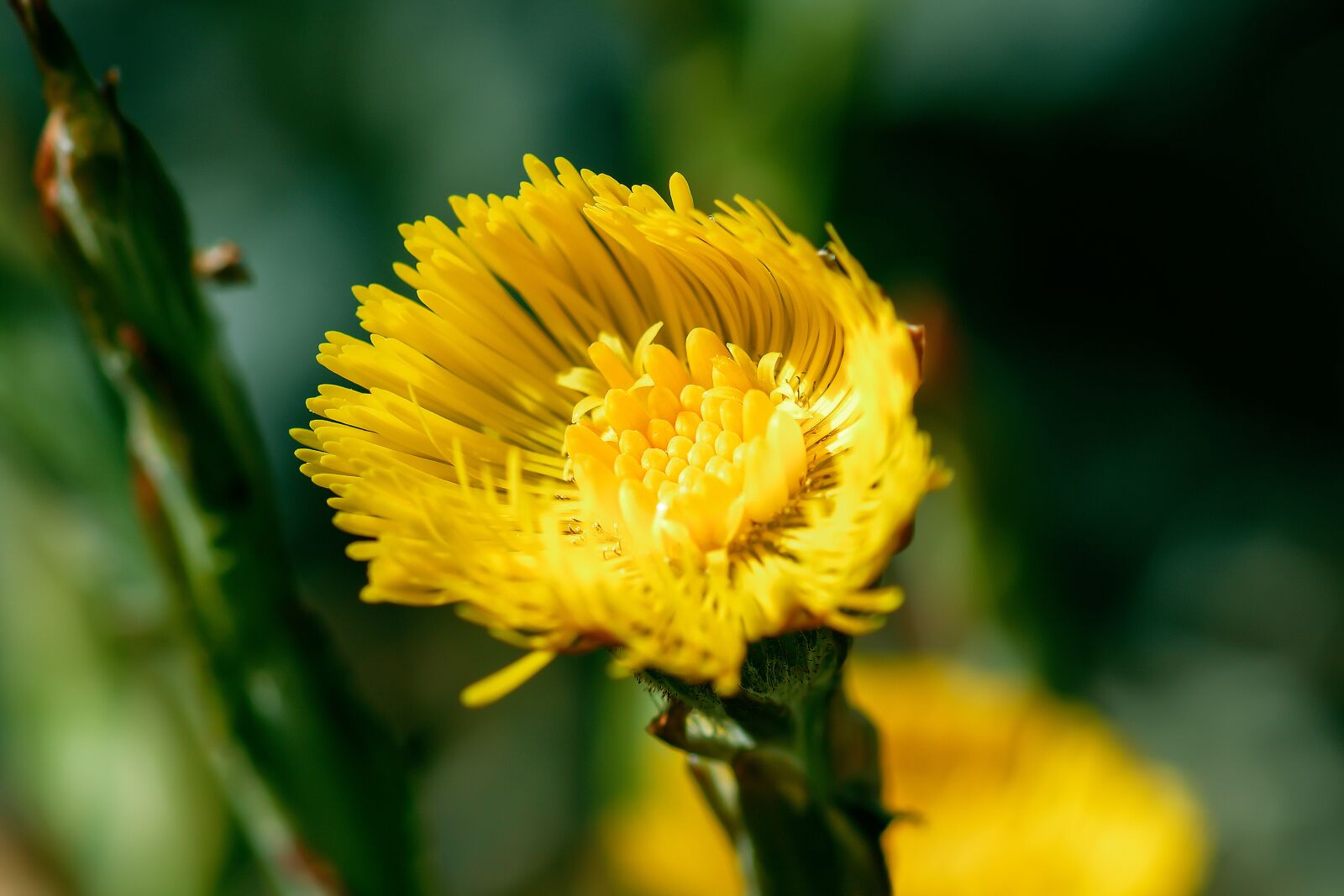 Nikon D7200 sample photo. Tussilago farfara, medicinal plant photography